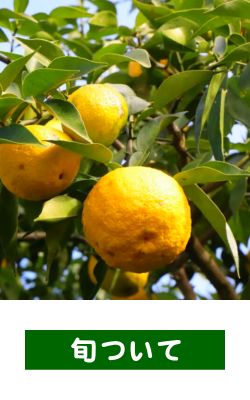 �{�ɂ���