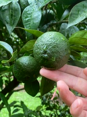 ���M�q�Ӟ��y�z60g